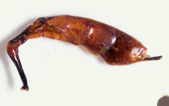 Dusona_transvaalensis