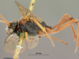 Dusona_erythrospila_HOLOTYPE