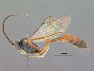Dusona_juventas_HOLOTYPE