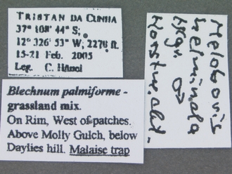 Meloboris_helminda__labels
