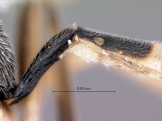 Meloboris_helminda_first_second_metasomal_segments