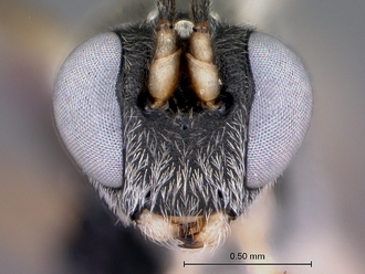 Meloboris_helminda_head_frontal