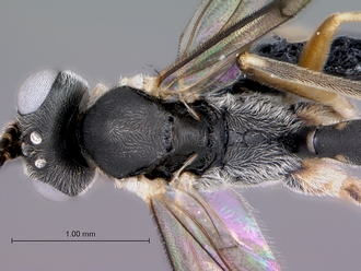 Meloboris_helminda_head_mesosoma_dorsal