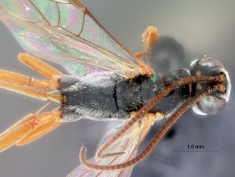 Venturia_bolibasalis_HOLOTYPE