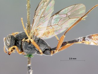 Venturia_crassicaput_HOLOTYPE