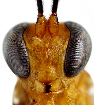 Xanthocampoplex huberti_face