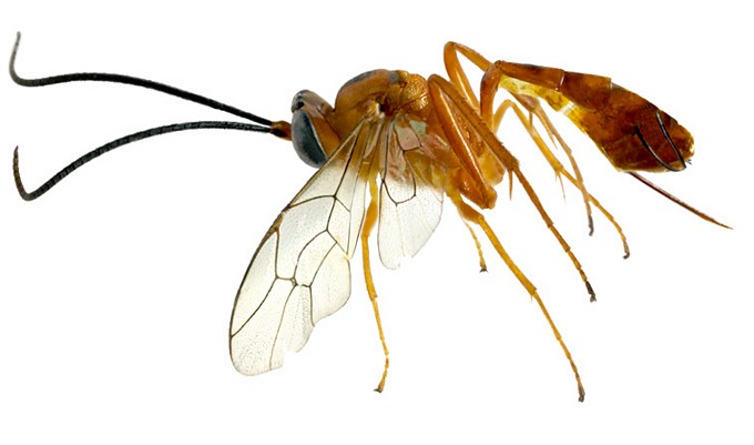 Xanthocampoplex huberti habitus