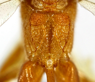Xanthocampoplex huberti propodeum