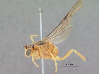 Eurygenys_ligulatus