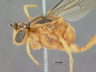 Eurygenus_ligulatus_HOLOTYPE