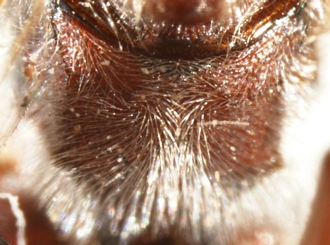 Eurygenys bilbo propodeum