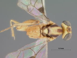 Pristomerus_albescens_HOLOTYPE