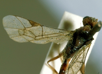 Ricrena_pallidipennis_HOLOTYPE
