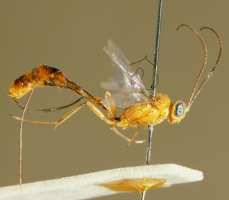 Temelucha_basiornata