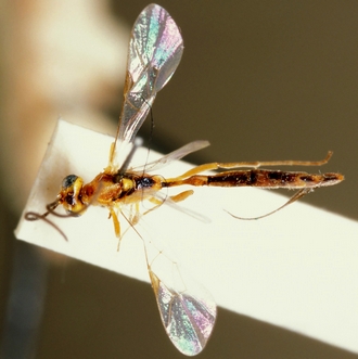 Temelucha_basiornata_HOLOTYPE