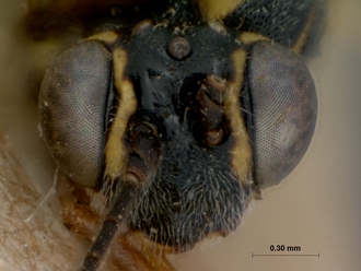 Trathala_cypete_HOLOTYPE