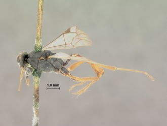 Trathala_melanostomum_HOLOTYPE
