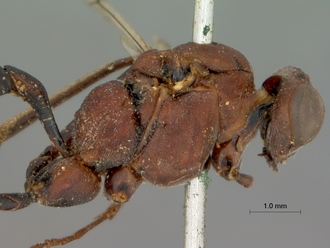 Cryptus_leighi_LECTOTYPE
