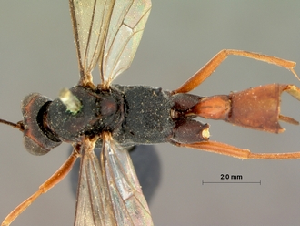 Cryptus_spilocephalus_dorsal