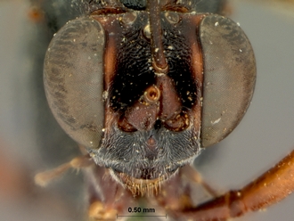 Cryptus_spilocephalus_head_frontal