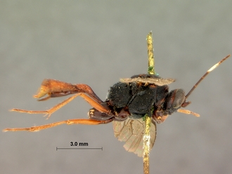 Cryptus_spilocephalus_lateral
