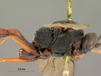 Cryptus_spilocephalus_lateral_head_mesosoma