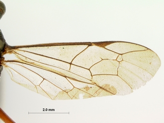 Cryptus_spilocephalus_wing