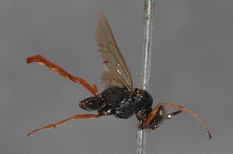 Zonocryptus_fumipennis_HOLOTYPE