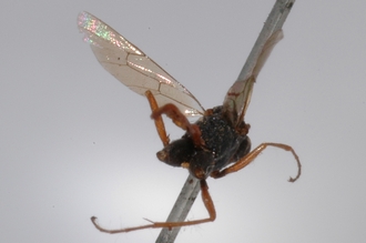 Zonocryptus_fumipennis_HOLOTYPE