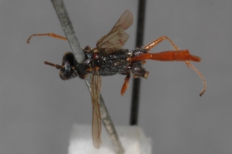 Zonocryptus_fumipennis_HOLOTYPE