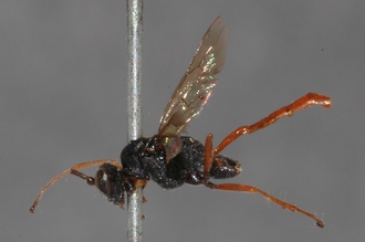 Zonocryptus_fumipennis_HOLOTYPE