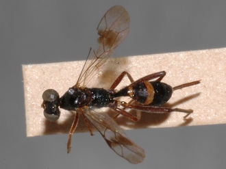 Brachycoryphus_mesoleucus 