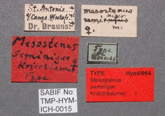 Mesostenus_seminiger_labels