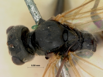 Perilissus_semifulvator_HOLOTYPE