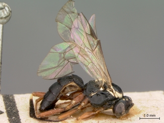 Enizemum_congener_HT_female_habitus_lateral