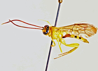 Euceros_madecassus_PARATYPE