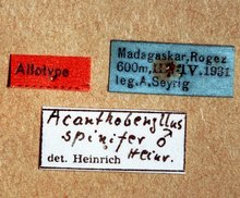 Acanthobenyllus_spinifer_labels