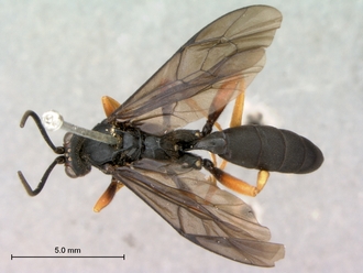 Afromelanichneumon_surdus
