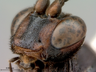 Afromelanichneumon_surdus