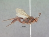 Afromelanichneumon_russulus_HOLOTYPE