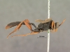 Afromelanichneumon_ruficaudis_HOLOTYPE