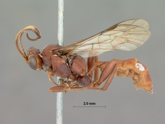 Afromevesia_fimbriator_HOLOTYPE