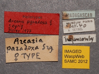 Arearia_paradoxa_labels