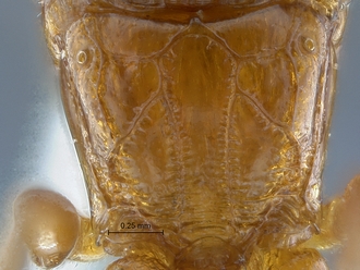 Chauvinia nitida propodeum