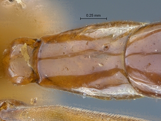 Chauvinia nitida tergite2
