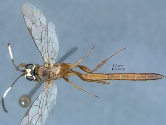 Chauvinia pelecinoides habitus dorsal