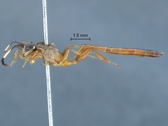 Chauvinia pelecinoides habitus profile
