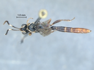 Chauvinia_nyanga_habitus_dorsal