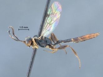 Chauvinia_nyanga_habitus_profile