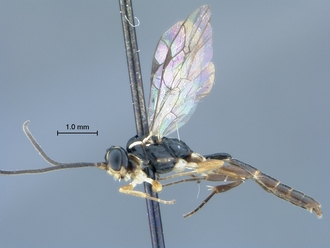 Chauvinia_nyanga_male_habitus_profile